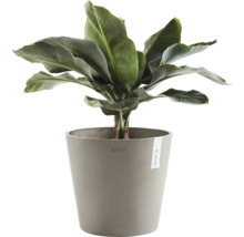 Banán v květináči