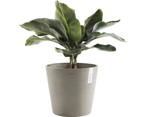 Banán v květináči