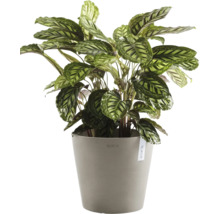 Pokojová rostlina Maranta v květináči