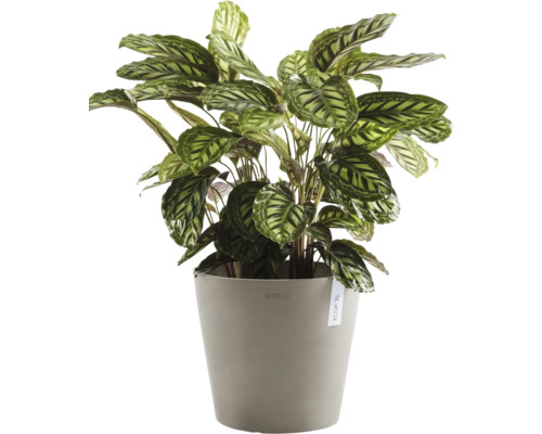 Pokojová rostlina Maranta v květináči