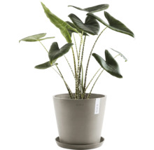 Pokojová rostlina Alocasia zebrina v květináči