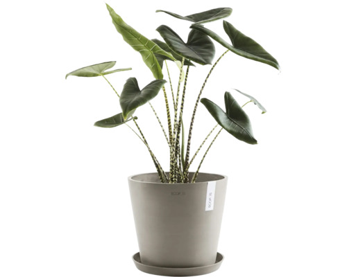 Pokojová rostlina Alocasia zebrina v květináči