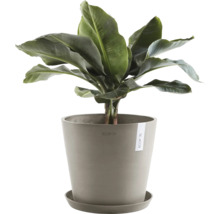 Banánovník v květináči s podšálkem