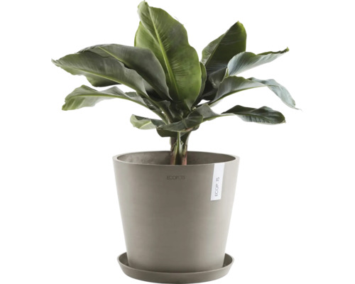 Banánovník v květináči s podšálkem