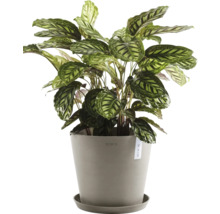 Modlivka v květináči