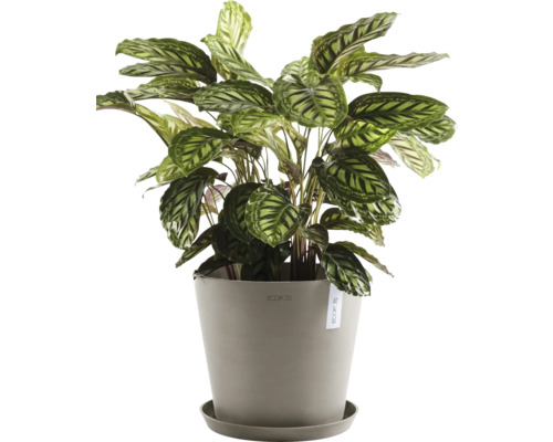 Modlivka v květináči