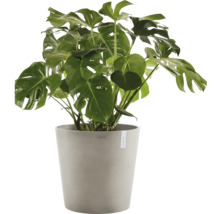 Monstera pokojová rostlina v květináči