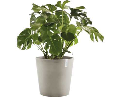 Monstera pokojová rostlina v květináči