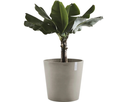 Banánovník v květináči