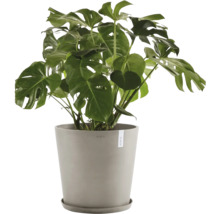 Pokojová rostlina Monstera v květináči