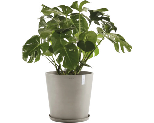 Pokojová rostlina Monstera v květináči