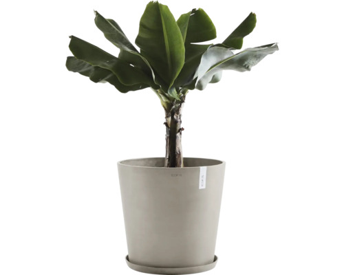 Banánovník v květináči