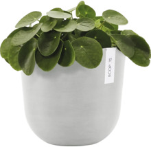 Pilea pěstovaná v květináči