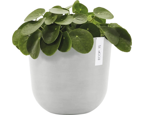 Pilea pěstovaná v květináči