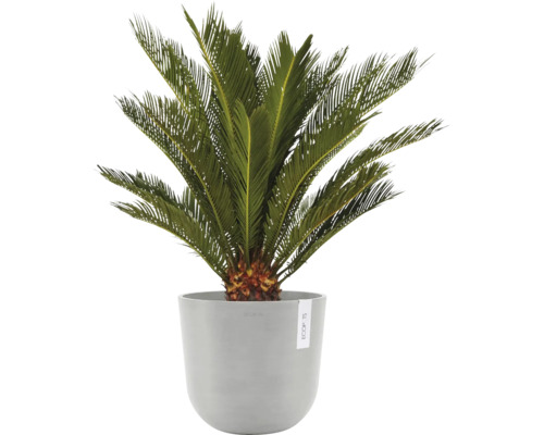 Okrasná rostlina Cykas v květináči