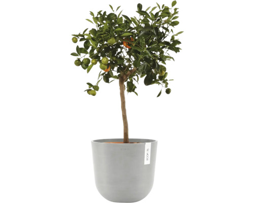 Citrusový strom v květináči