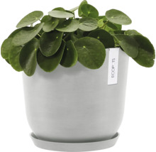 Pilea v šedém květináči s podšálkem