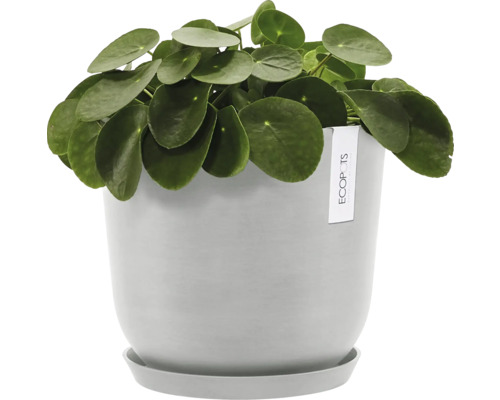 Pilea v šedém květináči s podšálkem