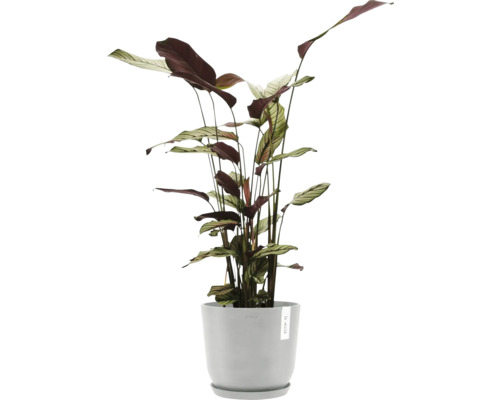 Pokojová rostlina Maranta v květináči