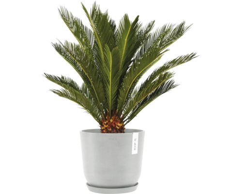 Zamiokulkas v květináči pro interiér