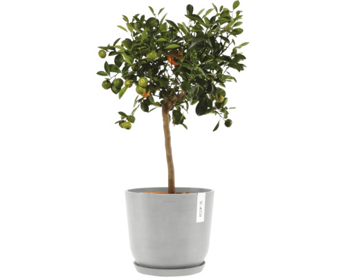 Mandarinkovník v květináči pro interiér