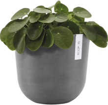 Pilea v květináči