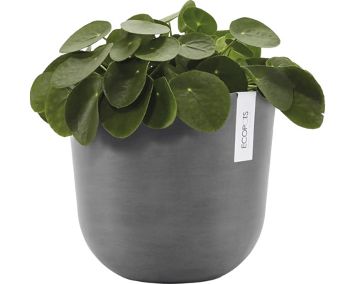 Pilea v květináči