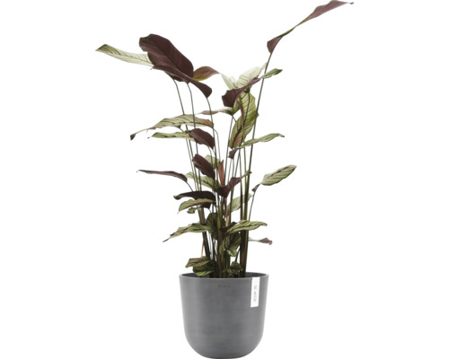 Pokojová rostlina Maranta v květináči