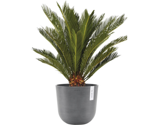 Okrasná palma v květináči