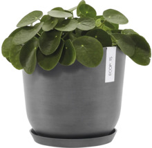 Pilea v květináči s podšálkem