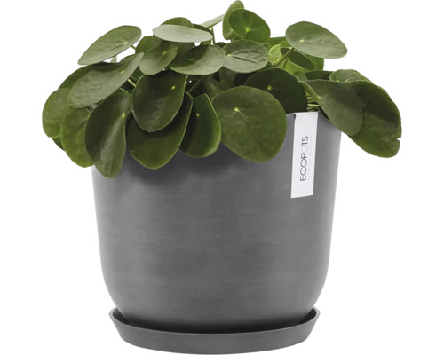 Pilea v květináči s podšálkem