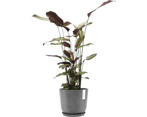 Rostlina v květináči