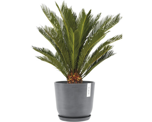 Zamiokulkas v šedém květináči