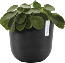 Pilea v černém květináči