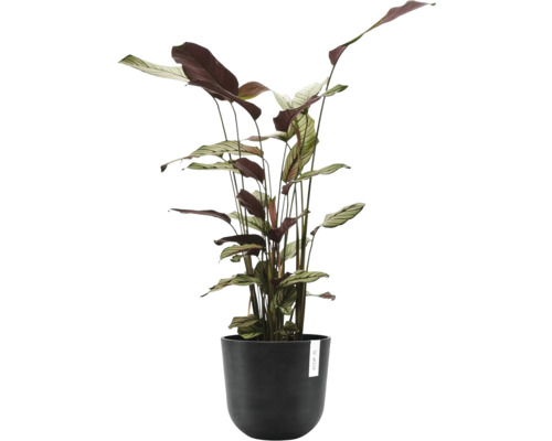 Rostlina v květináči