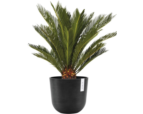 Zamioculcas v květináči