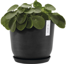 Pilea peperomioides v černém květináči