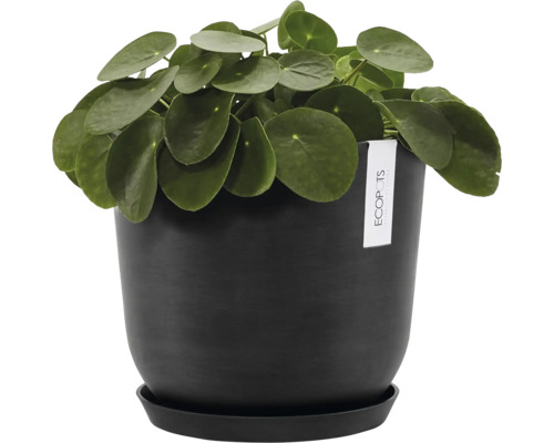 Pilea peperomioides v černém květináči