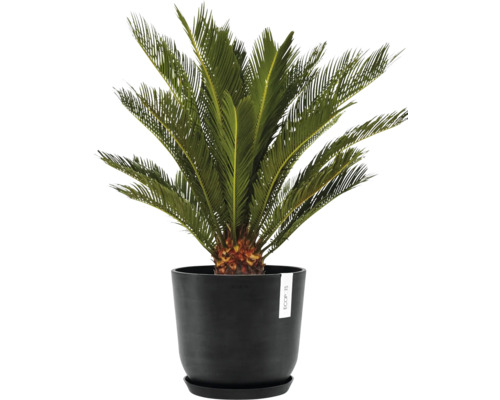 Okrasná palma v květináči