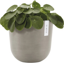 Pilea v květináči