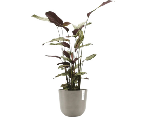 Marantovka pokojová rostlina v květináči