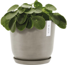 Pilea v květináči s podšálkem
