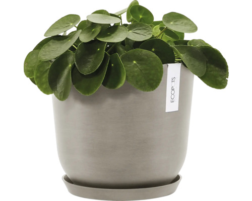 Pilea v květináči s podšálkem