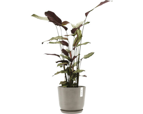 Modlící se rostlina v květináči pro vnitřní použití