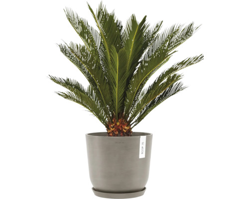 Cykas v květináči