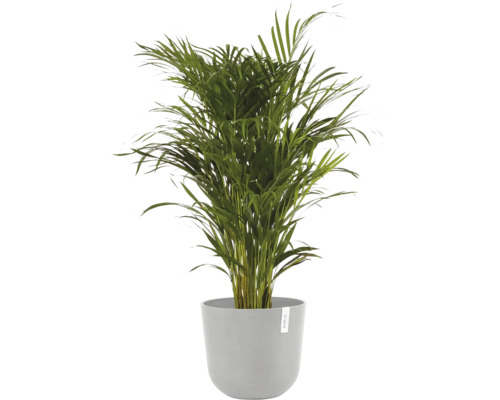 Zlatá palma v květináči pro vnitřní použití