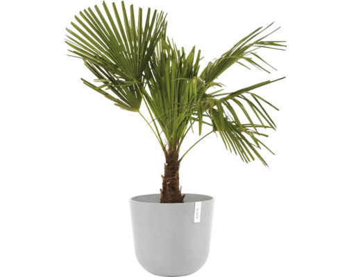 Konopná palma v květináči