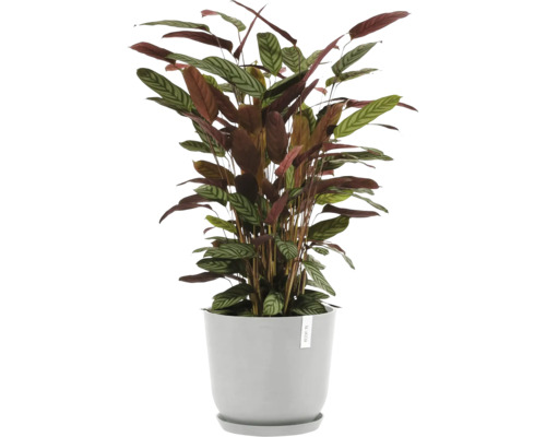 Pokojová rostlina maranta v květináči