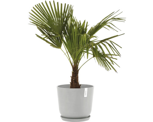 Konopná palma v květináči