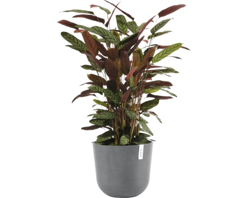 Marantovník pokojová rostlina v květináči